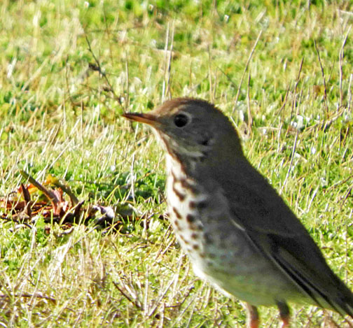 hermit thrush 1 small graphic